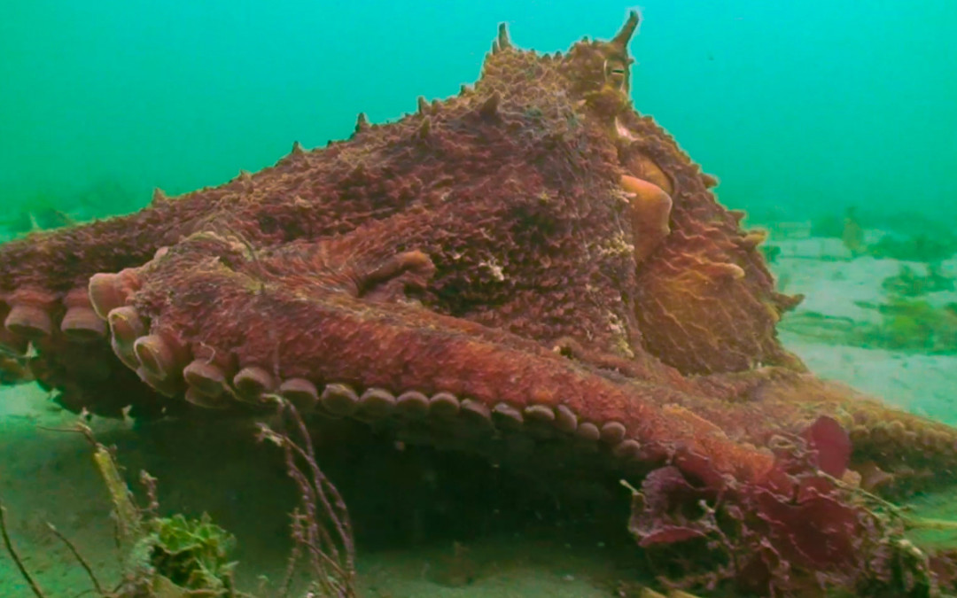 Secrets of the Emerald Sea Video